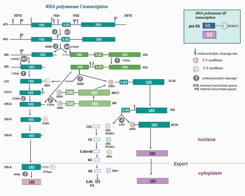 Функциональное исследование роли белков RPF1 и EFS1 в процессинге пре-рРНК и сборке прерибосомных частиц 1-1.jpg (jpg, 69 Kб)