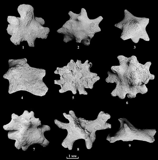 Новый род и вид гиперкальцифицированных губок из карбона Подмосковья 1-1.jpg (jpg, 68 Kб)
