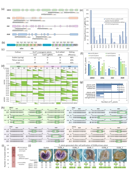 CRISPRCas9-опосредованный мультиплексный мультиаллельный мутагенез генов 1-1.jpg (jpg, 184 Kб)