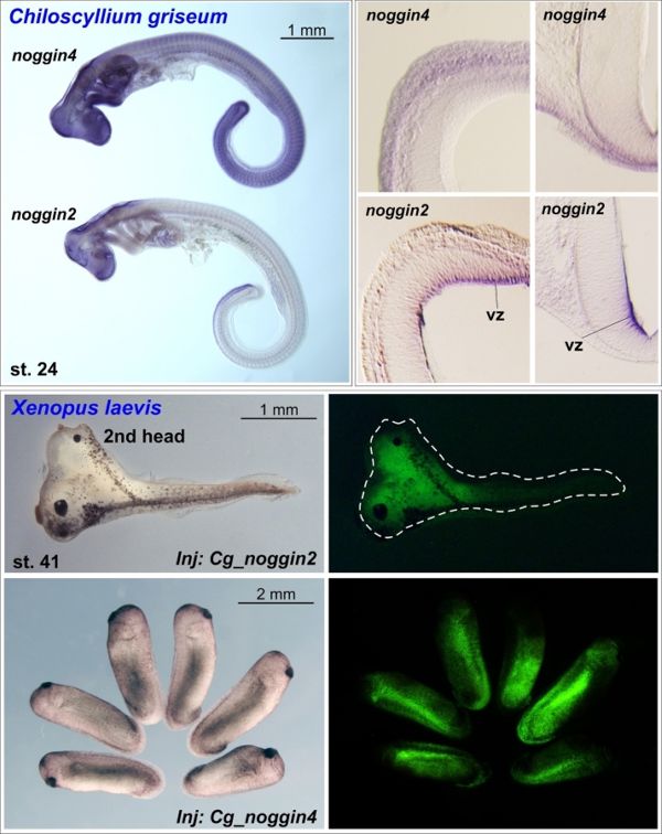 Утрата классического эмбрионального индуктора noggin1 у хрящевых рыб может быть связана с особенностями формирования их уникального скелета 2-2.jpg (jpg, 72 Kб)
