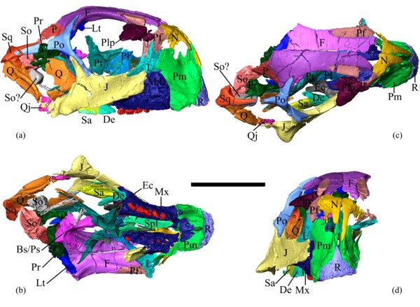 Компьютерная томография позволила получить новые данные о строении черепа сибирского пситтакозавра 1-1.jpg (jpg, 86 Kб)