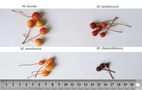 Восточносибирские яблони послужат источником полезных генов при создании новых сортов 1-1.jpg (jpg, 135 Kб)