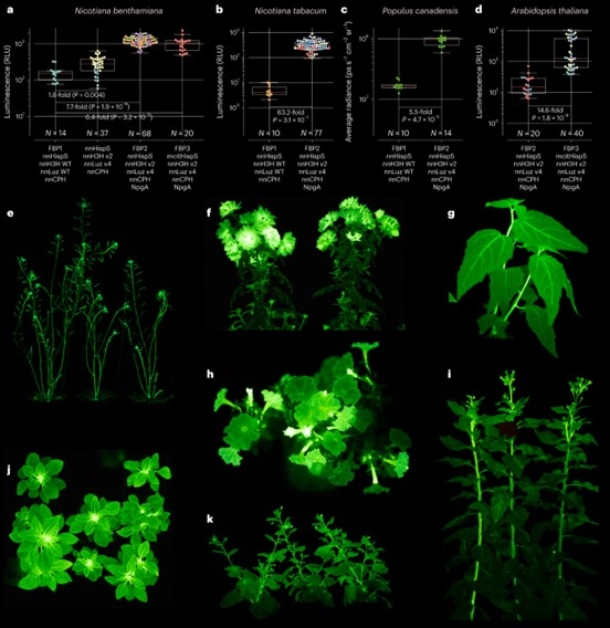 Оптимизация биолюминесцентной системы грибов позволила многократно увеличить люминесцентный сигнал в растениях и животных 2-2.jpg (jpg, 174 Kб)