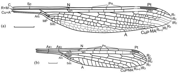 Позднепалеозойские стебельчатокрылые стрекозы разнообразие и эволюция 2-2.jpg (jpg, 39 Kб)