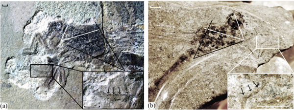 Позднепалеозойские стебельчатокрылые стрекозы разнообразие и эволюция 1-2.png (png, 339 Kб)