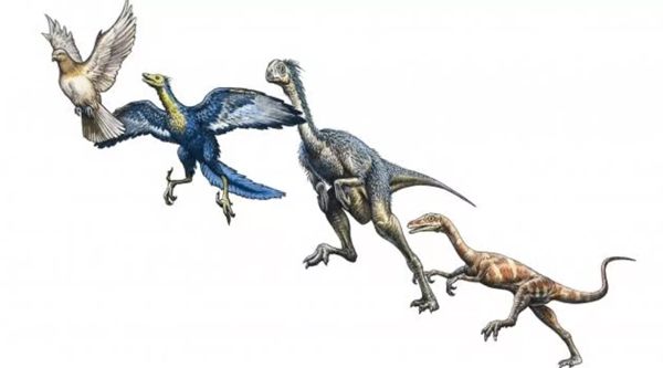 Академик РАН Алексей Лопатин происхождение птиц от одной из групп динозавров считается практически доказанным 4-8.jpg (jpg, 27 Kб)
