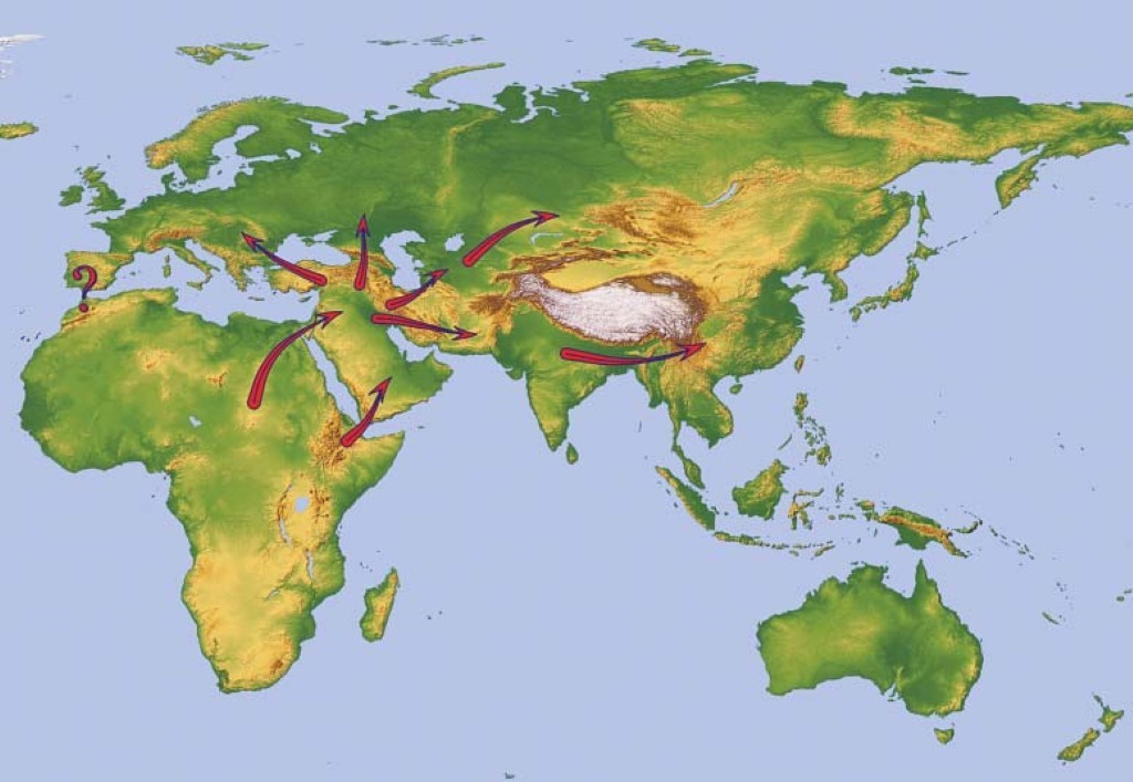 Древнейшие северной евразии. Расселение людей по земному шару. Карта расселения человечества по земле. Расселение по материкам. Карта расселения людей.